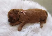 Autumn, a female Cockapoo for sale in Lincoln, MO – Photo 2 of 4