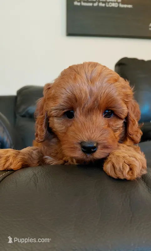 Aslan – Cockapoo puppy for sale in Lincoln, MO