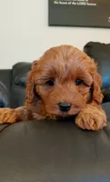 Aslan, a male Cockapoo for sale in Lincoln, MO – 1 of 8