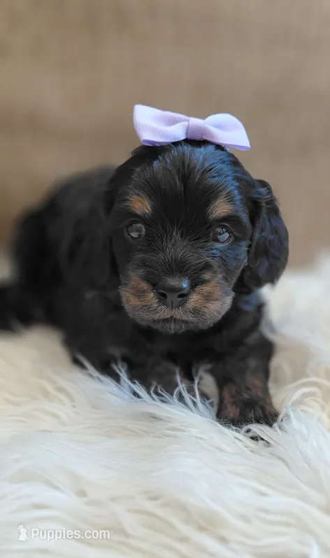 Fern – Cavalier King Charles Spaniel, Poodle - Miniature  puppy for sale in Lincoln, MO