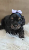 Fern, a female Cavalier King Charles Spaniel and Poodle - Miniature  for sale in Lincoln, MO – 1 of 5