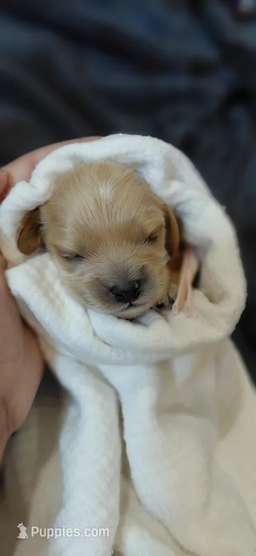 Kate – Cavalier King Charles Spaniel, Cockalier puppy for sale in Lincoln, MO