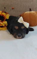 Kenzie, a female Cavalier King Charles Spaniel and Cockalier for sale in Lincoln, MO – 2 of 6