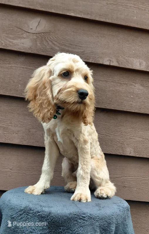 Simba  – Cockapoo puppy for sale in Lincoln, MO