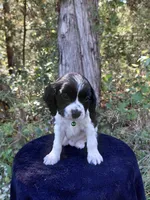 Gizmo, a male Cavalier King Charles Spaniel and Cockalier for sale in Lincoln, MO – Photo 4 of 8