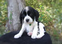 Gizmo, a male Cavalier King Charles Spaniel and Cockalier for sale in Lincoln, MO – Photo 1 of 8