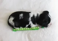 Gizmo, a male Cavalier King Charles Spaniel and Cockalier for sale in Lincoln, MO – Photo 8 of 8