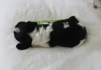 Gizmo, a male Cavalier King Charles Spaniel and Cockalier for sale in Lincoln, MO – Photo 7 of 8