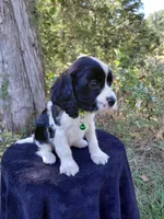 Gizmo, a male Cavalier King Charles Spaniel and Cockalier for sale in Lincoln, MO – Photo 6 of 8