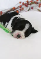 Gizmo, a male Cavalier King Charles Spaniel and Cockalier for sale in Lincoln, MO – Photo 5 of 8