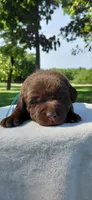 AKC blue/collar boy, a male Labrador Retriever for sale in Lincoln, MO – 3 of 5