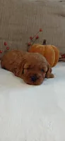 Avery, a female Cockapoo for sale in Lincoln, MO – 3 of 6