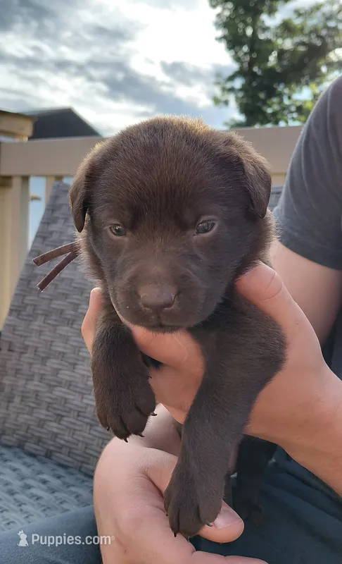 AKC purple/collar girl – Labrador Retriever puppy for sale in Lincoln, MO