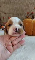 Levi, a male Cavalier King Charles Spaniel and Cockalier for sale in Lincoln, MO – 2 of 3