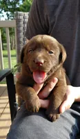 AKC green/collar girl, a female Labrador Retriever for sale in Lincoln, MO – 1 of 7