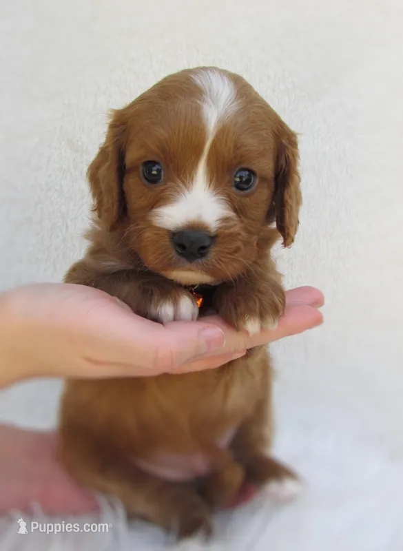 Dash – Cavapoo puppy for sale in Lincoln, MO
