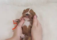 Dash, a male Cavapoo for sale in Lincoln, MO – Photo 1 of 2