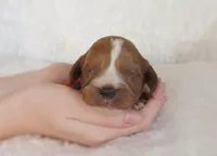 Dash, a male Cavapoo for sale in Lincoln, MO – Photo 2 of 2