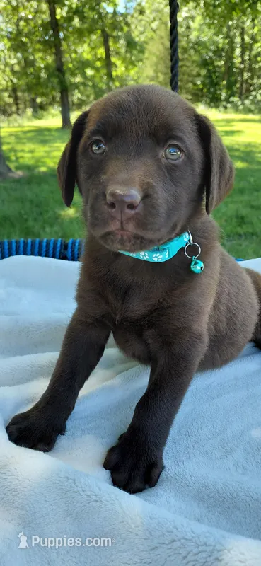 AKC teal/collar girl  – Labrador Retriever puppy for sale in Lincoln, MO