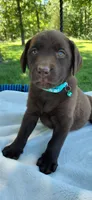AKC teal/collar girl , a female Labrador Retriever for sale in Lincoln, MO – 1 of 9