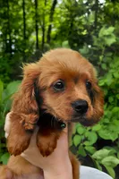 Dakota, a male Cavapoo for sale in Lincoln, MO – 2 of 7