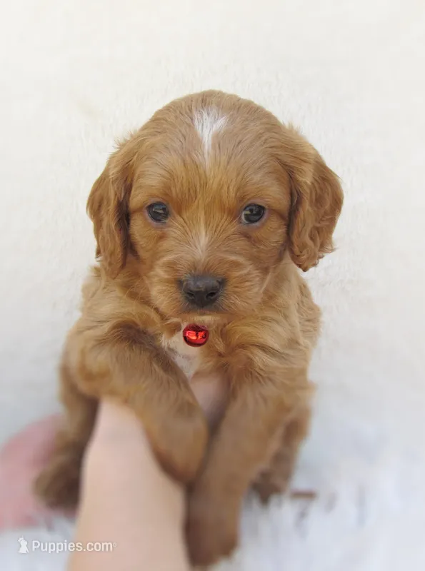Duke – Cavapoo puppy for sale in Lincoln, MO