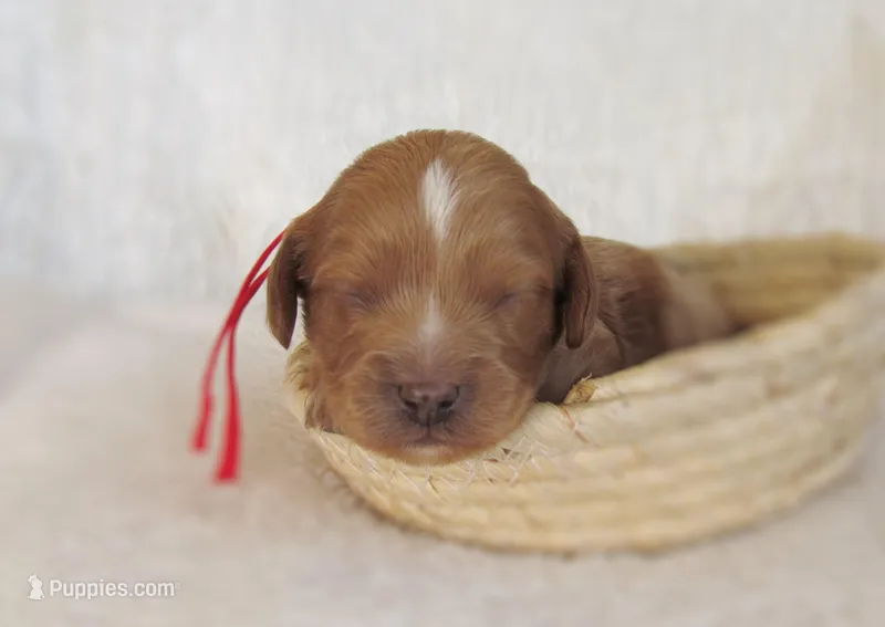 Duke – Cavapoo puppy for sale in Lincoln, MO