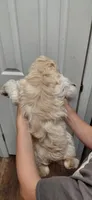 Sawyer, a male Cockapoo for sale in Lincoln, MO – 4 of 7