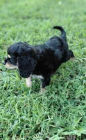 Finn, a male Cavalier King Charles Spaniel and Poodle - Miniature  for sale in Lincoln, MO – 4 of 10