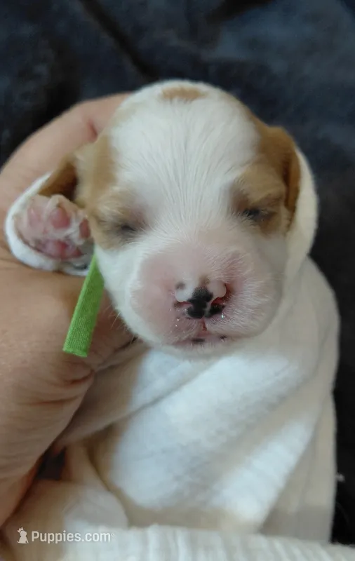 Kade – Cavalier King Charles Spaniel, Cockalier puppy for sale in Lincoln, MO