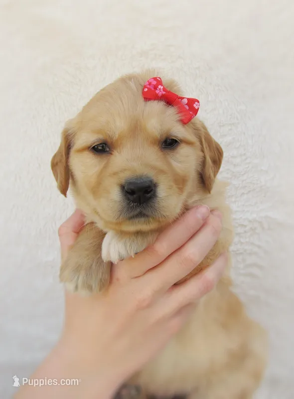 AKC Mandy – Golden Retriever puppy for sale in Lincoln, MO