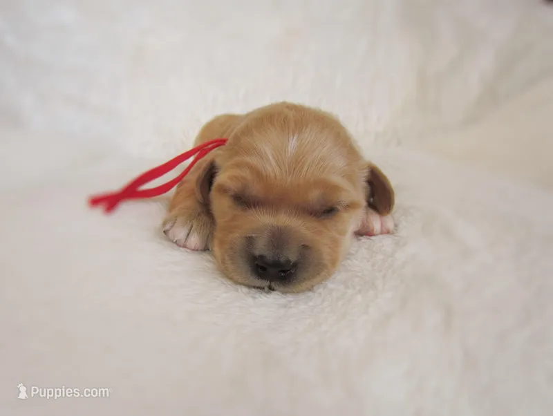 AKC Mandy – Golden Retriever puppy for sale in Lincoln, MO