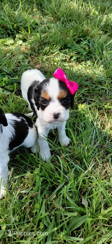 Vienna – Cockalier puppy for sale in Lincoln, MO