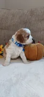 Kia, a male Cavalier King Charles Spaniel and Cockalier for sale in Lincoln, MO – 2 of 8