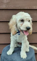 Sawyer, a male Cockapoo for sale in Lincoln, MO – 3 of 7