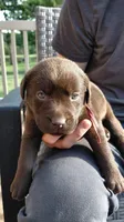 AKC red/collar girl, a female Labrador Retriever for sale in Lincoln, MO – 3 of 8