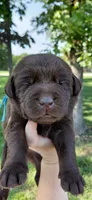AKC blue/collar boy, a male Labrador Retriever for sale in Lincoln, MO – 2 of 5