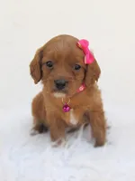 Dolly, a female Cavapoo for sale in Lincoln, MO – Photo 3 of 6