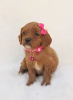 Dolly, a female Cavapoo for sale in Lincoln, MO – Photo 2 of 6