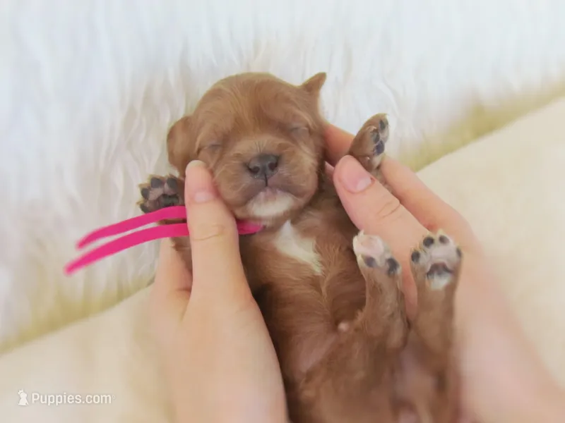 Dolly – Cavapoo puppy for sale in Lincoln, MO