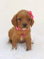 Dolly, a female Cavapoo for sale in Lincoln, MO – Photo 4 of 6