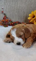 Kade, a male Cavalier King Charles Spaniel and Cockalier for sale in Lincoln, MO – 2 of 8