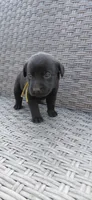 AKC yellow/collar girl, a female Labrador Retriever for sale in Lincoln, MO – 2 of 6