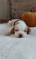 Leo, a male Cavalier King Charles Spaniel and Cockalier for sale in Lincoln, MO – 2 of 3