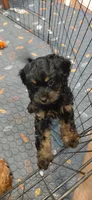 Fern , a female Cavalier King Charles Spaniel and Cockalier for sale in Lincoln, MO – 3 of 3