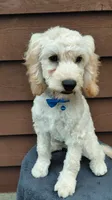 Sawyer, a male Cockapoo for sale in Lincoln, MO – 2 of 7
