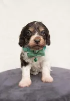 Shadow, a male Cockapoo for sale in Lincoln, MO – 3 of 7