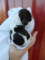 Shadow, a male Cockapoo for sale in Lincoln, MO – Photo 3 of 3