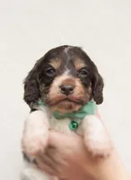 Shadow, a male Cockapoo for sale in Lincoln, MO – 4 of 7