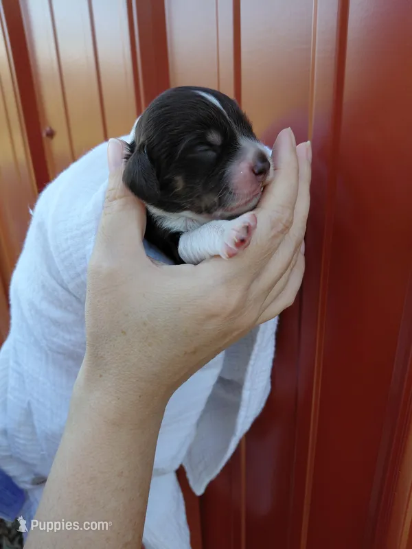 Shadow, a male Cockapoo for sale in Lincoln, MO – Photo 1 of 3